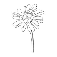 Vector gerbera floral botanical flower. Black and white engraved ink art. Isolated gerbera illustration element.