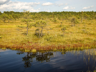swamp lake and small islands in Madieseni swamps, Dikli, Latvia