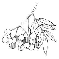 Vector Sorbus branch with berry and leaves. Black and white engraved ink art. Isolated rowan illustration element.