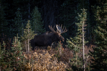 A large bull moose living in the mountain wilderness of Colorado USA