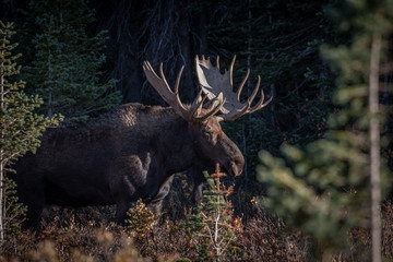 A large bull moose living in the mountain wilderness of Colorado USA