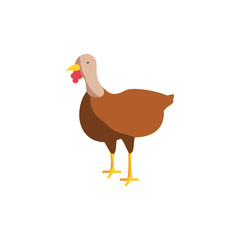 cute turkey on white background
