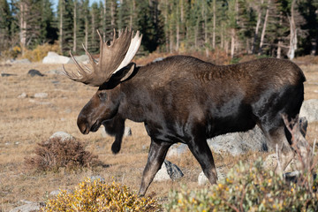 A large bull moose living in the mountain wilderness of Colorado USA