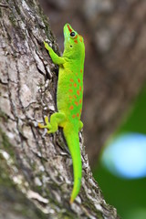 Naklejka na ściany i meble Gecko sur son arbre