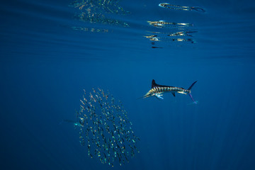 Marlins and sea lions hunting in group in Magdalena Bay, Baja California Sur, Mexico.