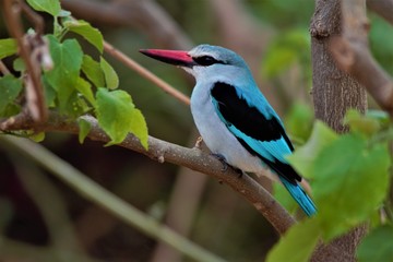 kingfisher on a branch