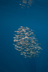 Bait ball of sardines and Mackerel in Magadalena Bay, Baja Califonnia Sur, Mexico.