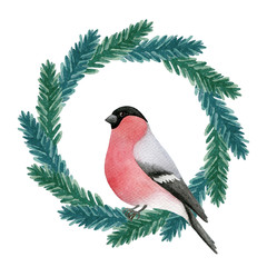 Hand drawn bullfinch sitting on a green fir wreath isolated on a white background. Red watercolor...