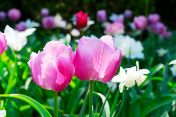 Tulips garden flowerbed