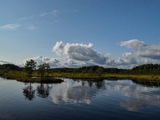 Island in the bog, golden marsh, lakes and nature environment, clear blue sky and white clouds