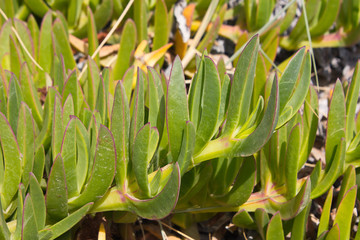 Grüne Sukkulenten Pflanze am Strand nah am Meer.