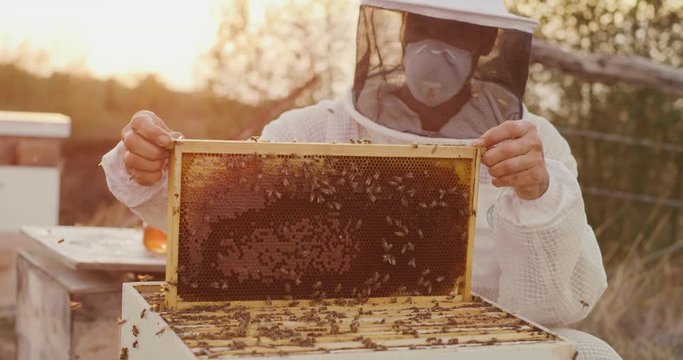 Shot of a beekeeper inspecting a honeycomb beehive for honey with lots of honey bees flying and crawling, honey harvesting at sunset