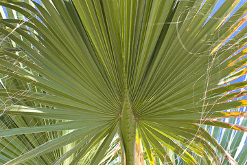 Palmblatt auf Insel Kreta einzeln fotografiert.