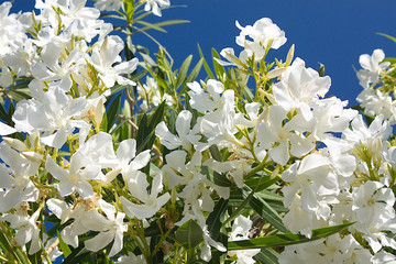 Weiße Oleander Blume auf Insel Kreta im Sommer.