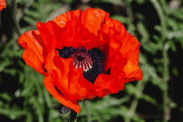 poppy bud in the garden