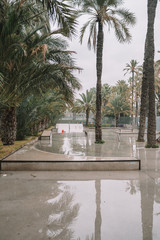 Skate park in the city surrounded by palm trees on a rainy day