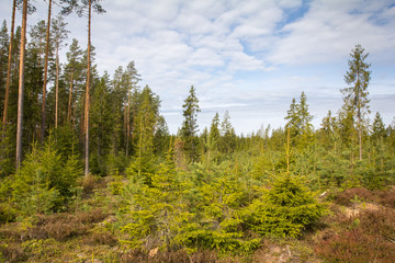 young spruces at the edge of the forest