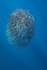 Bait ball of sardines and Mackerel in Magadalena Bay, Baja Califonnia Sur, Mexico. - 304805167