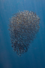 Naklejka na ściany i meble Bait ball of sardines and Mackerel in Magadalena Bay, Baja Califonnia Sur, Mexico.