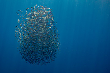 Bait ball of sardines and Mackerel in Magadalena Bay, Baja Califonnia Sur, Mexico. - 304805313