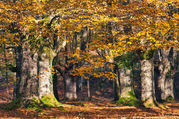 Beech forest in autumn a sunny day.
