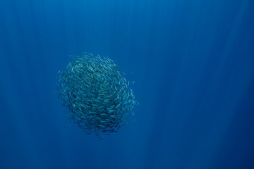 Bait ball of sardines and Mackerel in Magadalena Bay, Baja Califonnia Sur, Mexico.