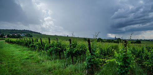 Fototapeta premium Champagne region in France. A beautiful view. Vineyards beautiful landscape in cloudy day.