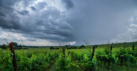 Fototapeta na wymiar Champagne region in France. A beautiful view. Vineyards beautiful landscape in cloudy rainy day.