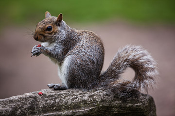 squirrel eating peanut