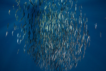 Fototapeta na wymiar Bait ball of sardines and Mackerel in Magadalena Bay, Baja Califonnia Sur, Mexico.
