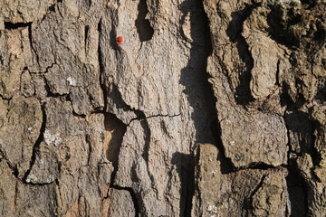 Baumrinde Makro, Nadelbaum