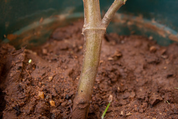 View of Stem of the Indian borage, Country borage (Botanical name - Plectranthus amboinicus) in a pot and a small sprout in a house garden