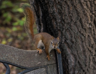 Red squirrels