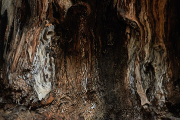 closeup view inside a hollow of plane tree. Background. - 304807563