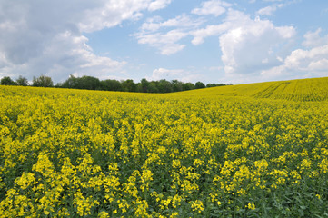 Obraz premium Landscape with rapeseed field.