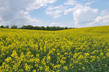 Landscape with rapeseed field.
