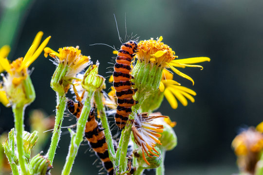 Cinnabar Moth Caterpillar Eating Flower In Garden Uk