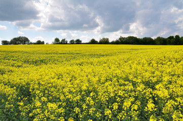 Obraz premium Landscape with rapeseed field.
