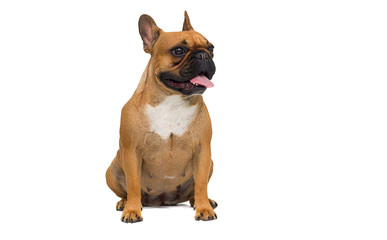 Obraz premium French bulldog dog isolated on white background