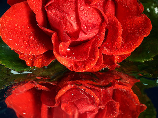 Bud of a red rose in drops close-up. Mirror background.