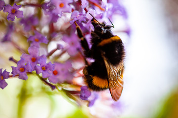 bumblebee on flower in uk