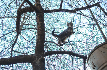Lonely tabby kitten among dry tree branches, climbed far and trying to find a way further