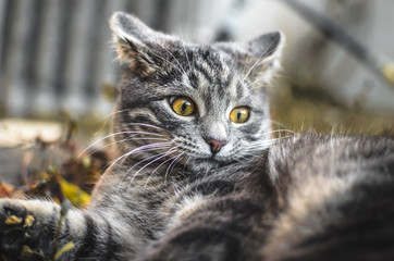 Very surprised gray tabby kitten in the backyard looks funny, photo for memes, ears turned back