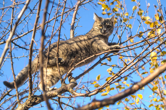 Small and fluffy gray tabby kitten climbs from a dry tree, clear blue sky and beautiful orange light, backyard