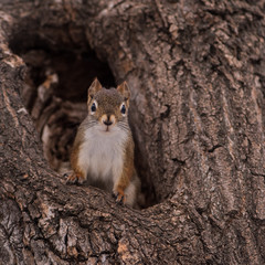 Squirrel in a tree