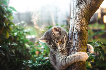 Little gray tabby kitten climbed a tree and holds on to its trunk, beautiful lighting on the background