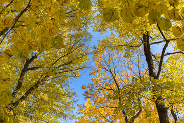 view through the foliage at the canopy of trees, autumn landscape