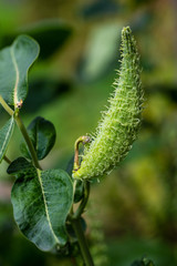 View of tree branch with cone fruits in the summer garden