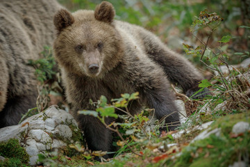 Naklejka na ściany i meble Young brown bear foraging