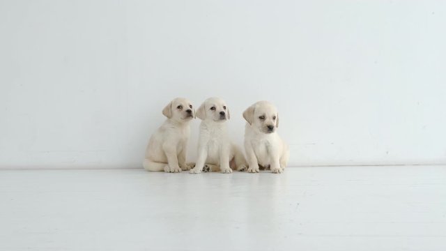 Three cute labrador puppies sit on a white floor near a wall